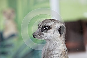 ItÃ¢â¬â¢s a  meerkat at home.